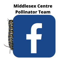 Facebook logo with Monarch caterpillar crawling down one side. Text reads Middlesex Centre Pollinator Team